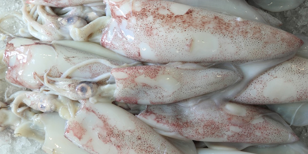 céphalopodes